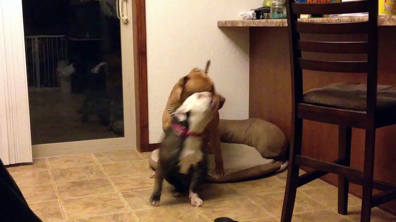 Red Nose Pit Bull gets owned by female olde English bulldogge and loses his bed