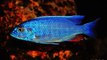 AMAZING PICTURES OF AFRICAN CICHLIDS - HIGH QUALITY