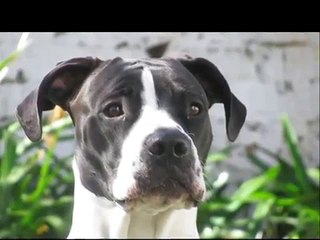 Teaching my Pit bull how to use a wooden carpet mill