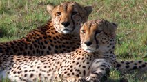 The Boys are back in Town! Magnificent Oloololo Cheetah Brothers