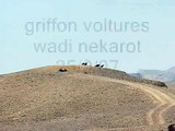 griffon vultures @ wadi nekarot