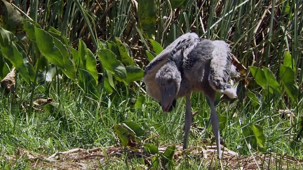 Pabuç kafalı leylek