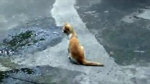 Unflappable cat and bird attacks (worlds funniest video ever)