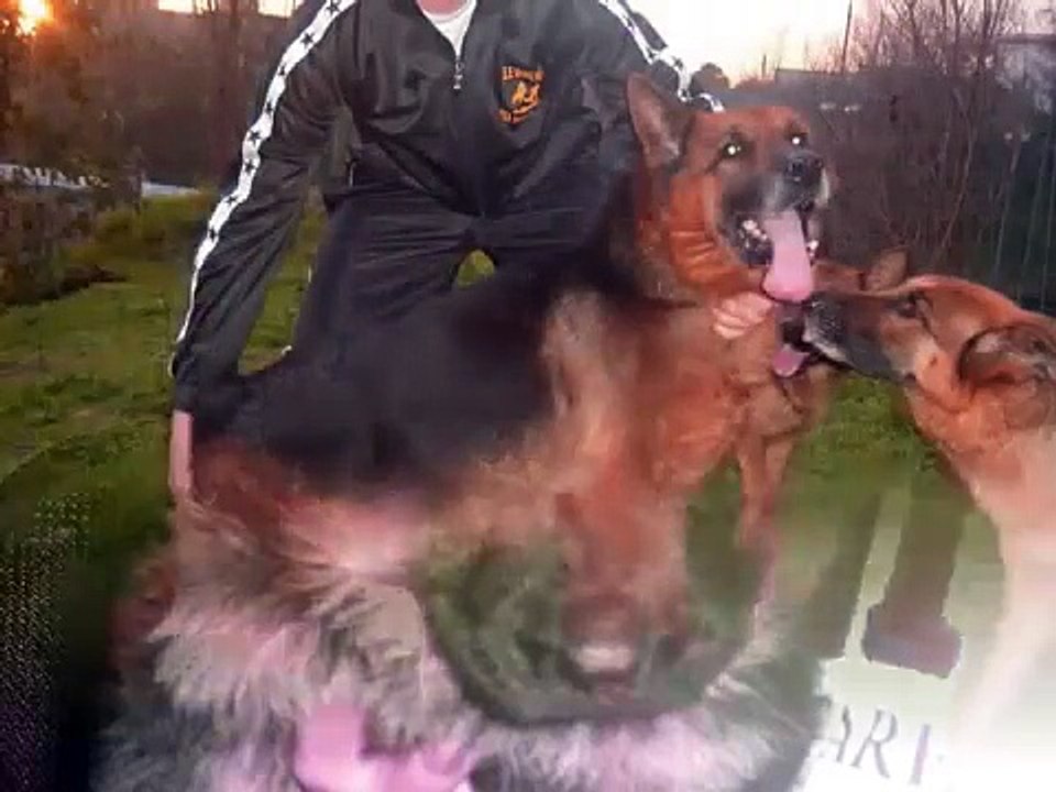 Allevamento Pastore Tedesco CASA SCOGNAMIGLIO