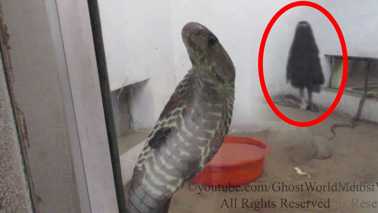 SCARY GHOST VIDEOS Real Ghost Caught On Tape In The Snake Cage Scary Videos Of Ghost Caught On Tape