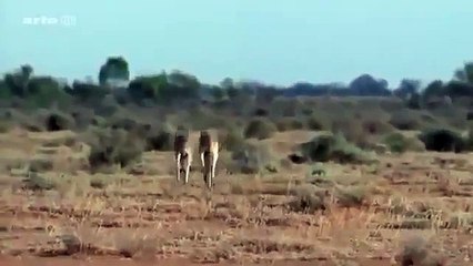 Animal Planet | Discovery Channel | Wild Life Documentary 2015 | National Geographic Wildl