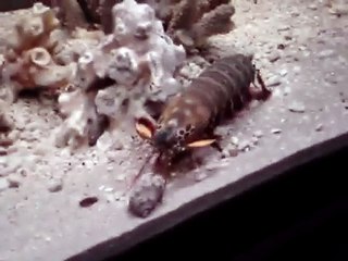 Peacock mantis shrimp vs Hermit crab