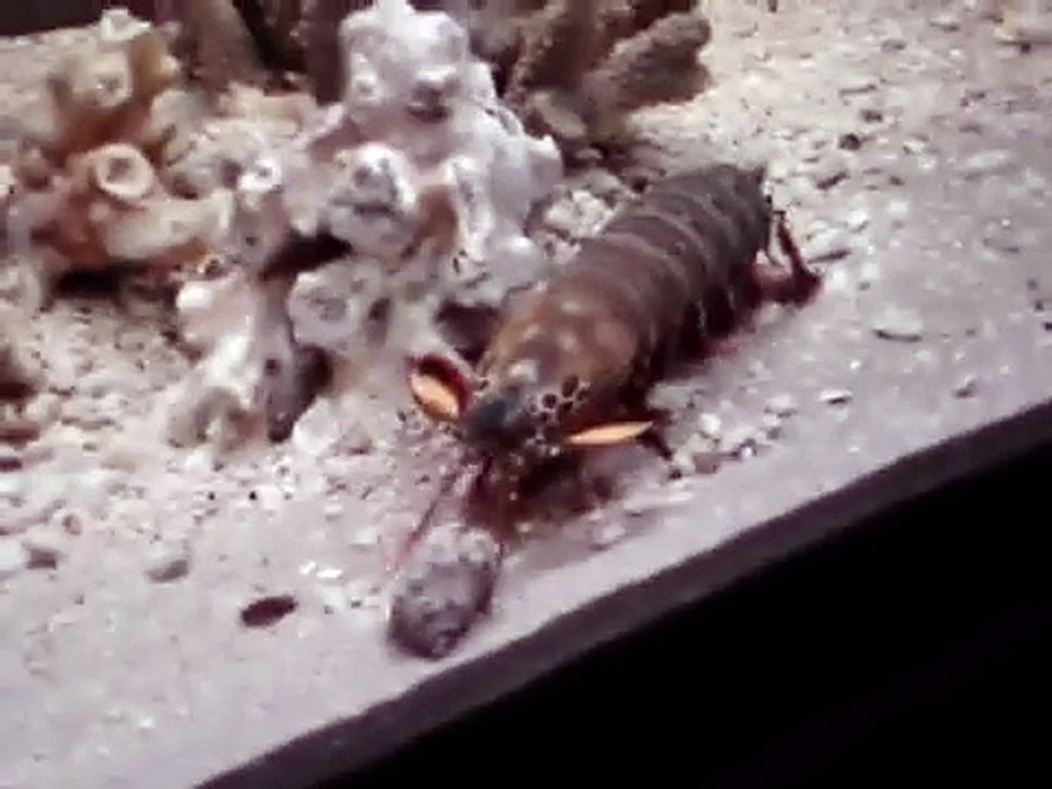 Peacock mantis shrimp vs Hermit crab