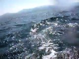 dauphins a argeles / mer