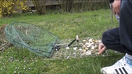 trampa para pajaros 2