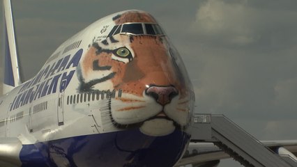 El tigre siberiano surca los cielos en avión