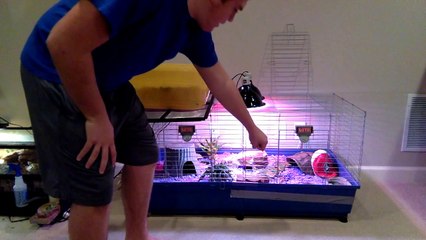 Blue Tongue Skink Care