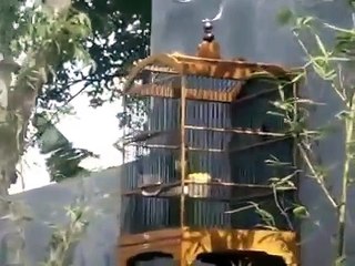 Ciblek Gacor Master Juara 1 Nasional