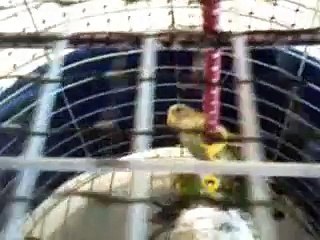 MIS PERICOS ATOLEROS Y AUSTRALIANOS