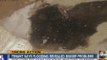 Apache Junction apartment tenant says flooding revealed bigger problem of black mold