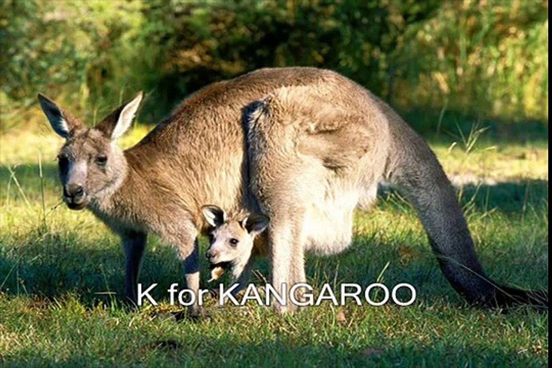 animals alphabet rhymes video song for wild animal alphabetical order