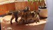 Current Totallycoastal Pixie bob Kittens @ 25 May 2014