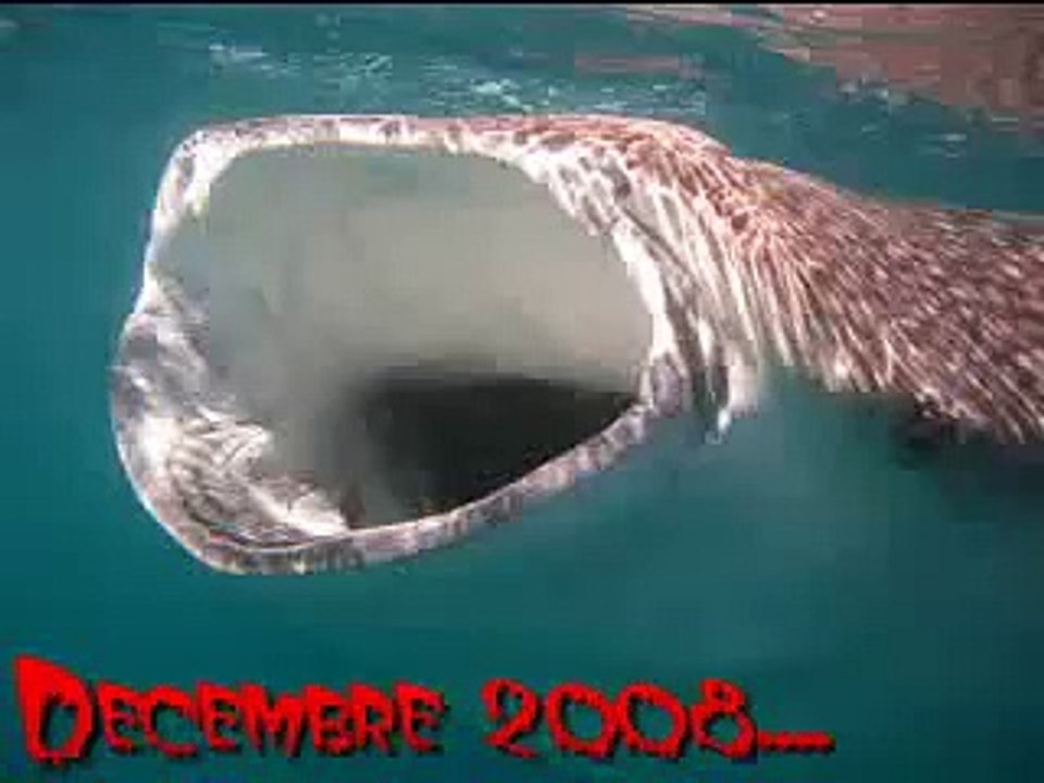 requin baleine web
