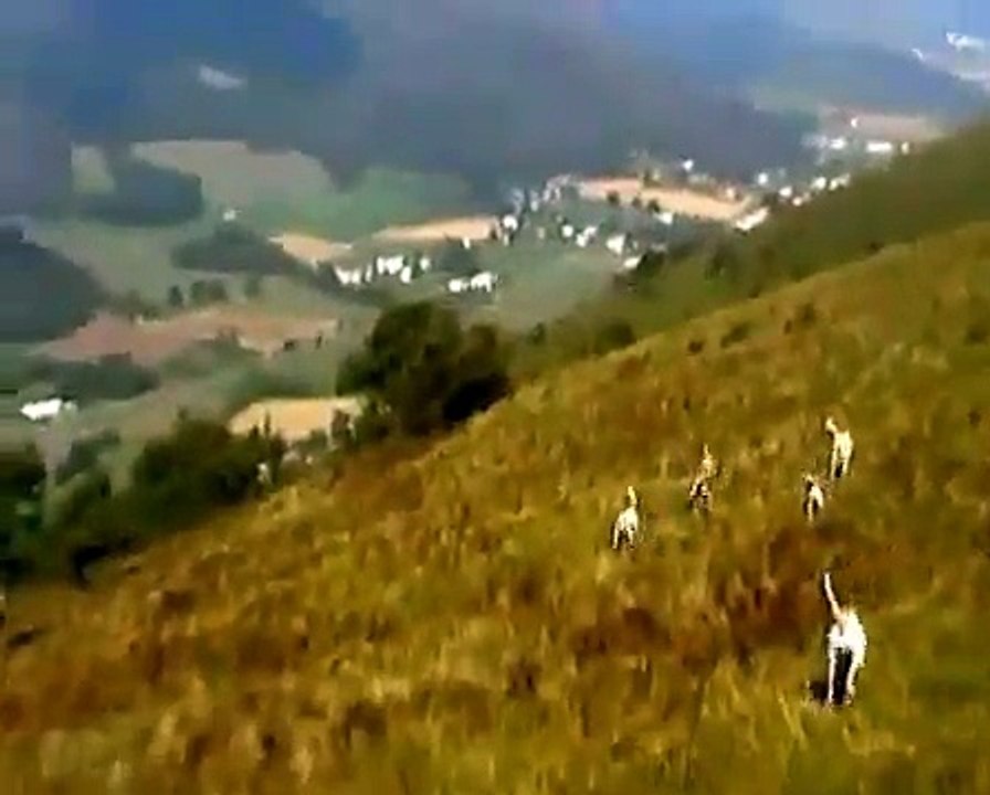 chien de pied et rapprocheur sanglier