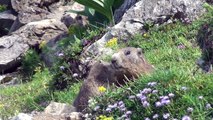 Faune Valais Terre Sauvage