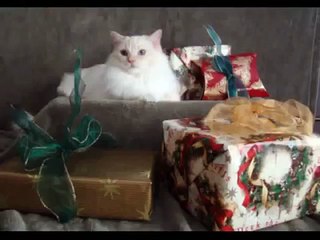 Merry Christmas From Sophia Lynn & Toby MAC (Mr & Mrs. Claws!)