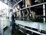 Milking Cows on a Rotary Dairy Farm in Australia