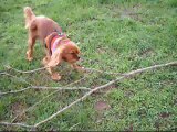 Ruby my cavalier king charles spaniel.