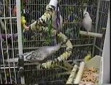 Baby Parrots - DJ Feathers Aviary
