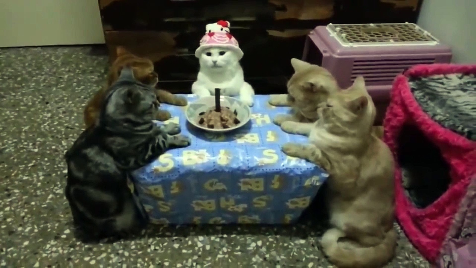 Gatos Feliz cumpleaños - video Dailymotion