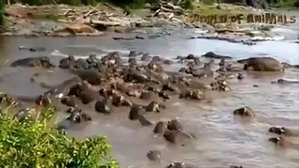 مطاردات في الغابه  الأسود والنمور