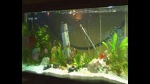 26 discus and 450 Cardinal Tetra and some other fishes in 720 liter tank Donmink