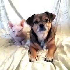Really Amazing Pets are brilliant Hd Video
