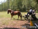 Combined Driving CDE Horse Training, WW Training 2007 2nd Edit