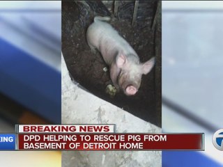 Large pig found in Detroit basement