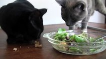 Cats Giving Thanks For Thanksgiving - Furball Fables