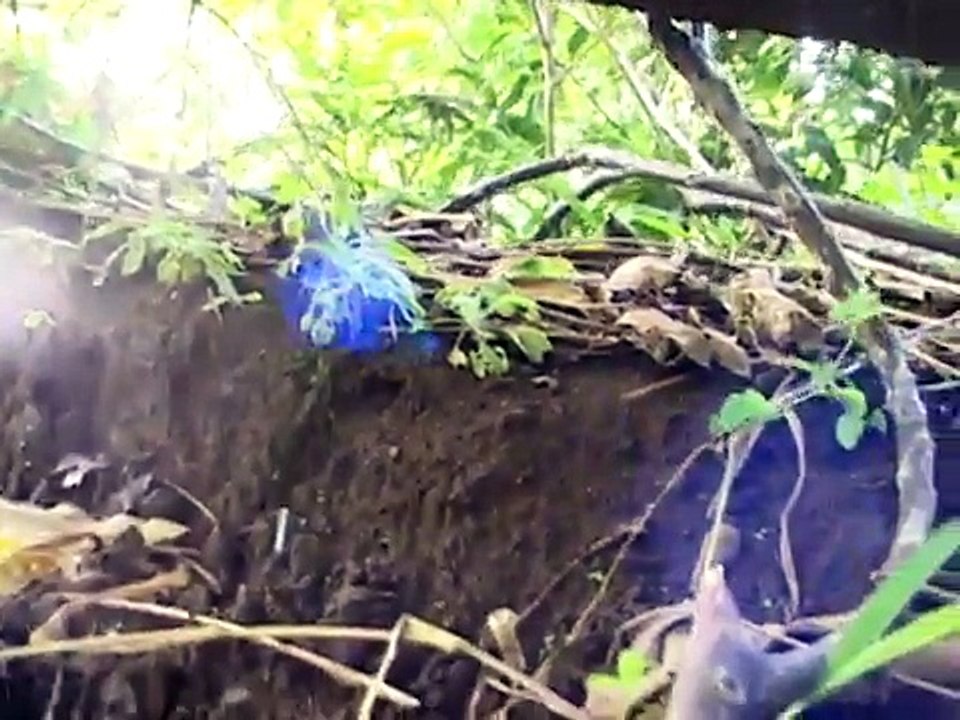 Bottle Hunters Of Hawaii #27 Digging for old Bottles!