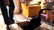 Cats Playing in a Cardboard Box