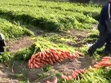 にんじんの収穫