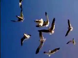 Attack of the Seagulls