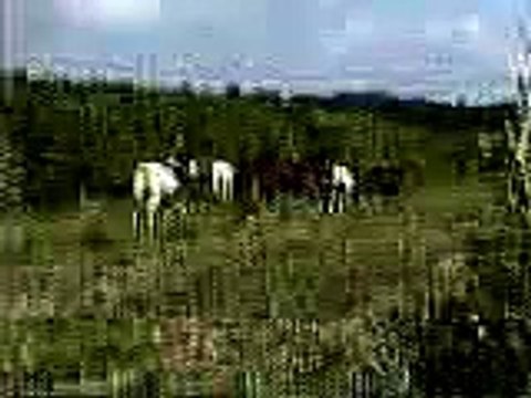 Abaco Wild Horses Fight for Dominance