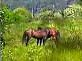 Abaco Wild Horse Stallions Fight