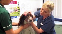 what-your-vet-is-checking-during-health-examination-of-your-dog-vetsure