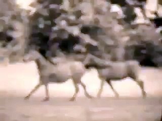 Run For The Roses-Horse Tribute