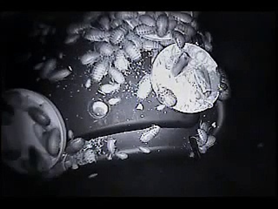 B. dubia (night vision)