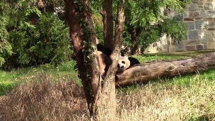 Bao Bao's paw gets stuck in a tree