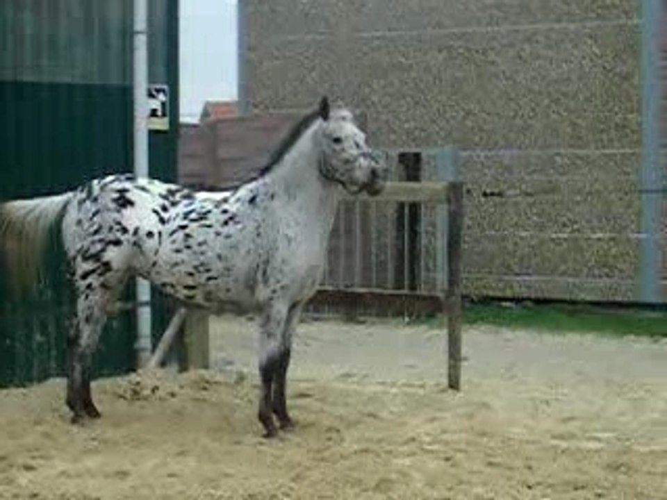 Dadouda 081