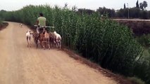 Galgos de carrera entrenados de una forma original