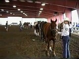 Horse For Sale- Joe Reed Two- Clip 4