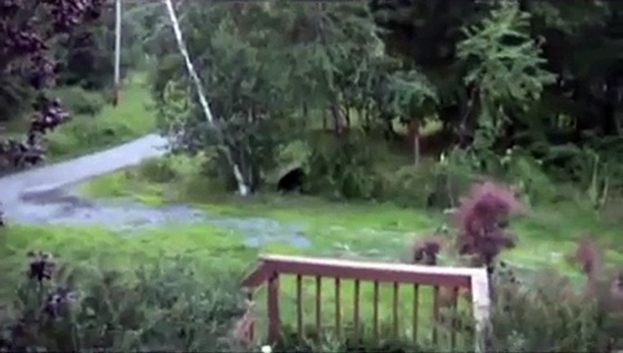 Black Bear