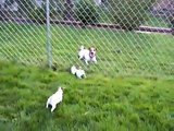 Parson Jack Russell Maggie teaches her puppies tug of war!